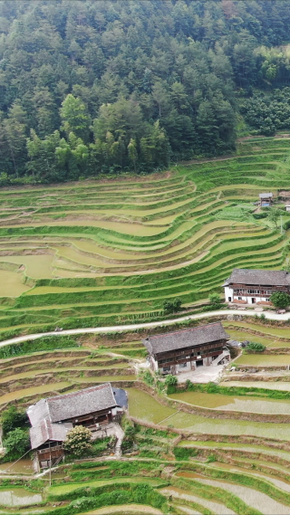 高山梯田农业种植竖屏航拍