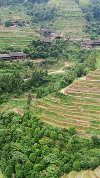 高山梯田农业种植竖屏航拍