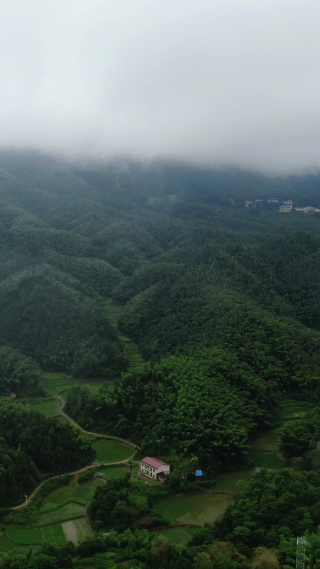 高山绿色植物迷雾竖屏航拍