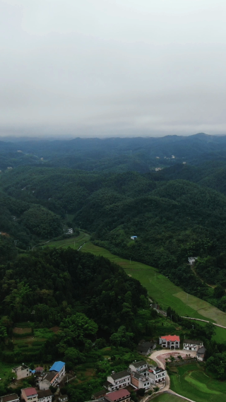 高山绿色植物迷雾竖屏航拍