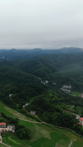 高山绿色植物迷雾竖屏航拍
