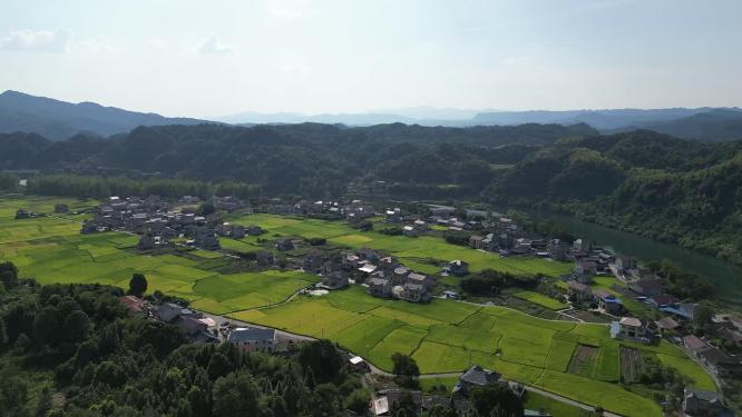 航拍金秋乡村田园金黄稻田