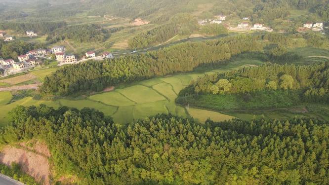 田园秋林农业种植乡村农田航拍
