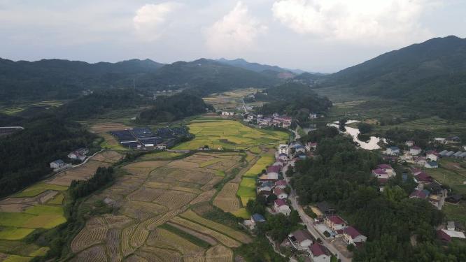 田园秋林农业种植乡村农田航拍