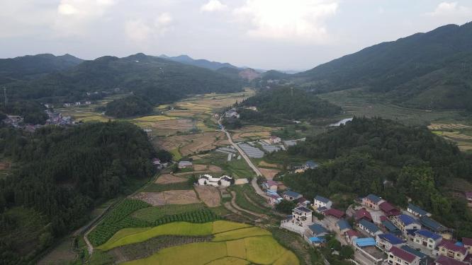 田园秋林农业种植乡村农田航拍