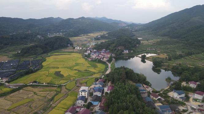 田园秋林农业种植乡村农田航拍