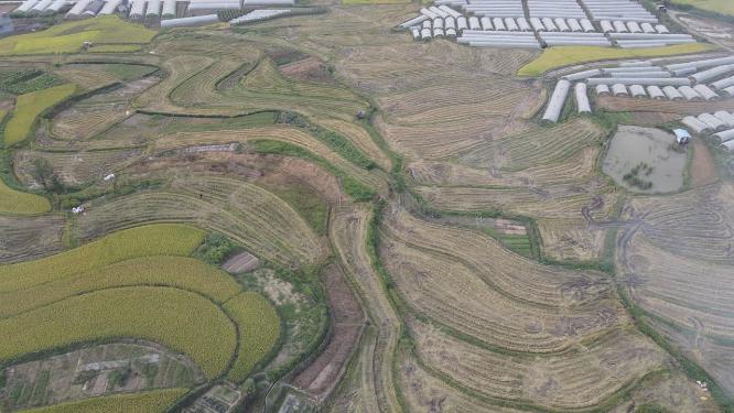 田园秋林农业种植乡村农田航拍