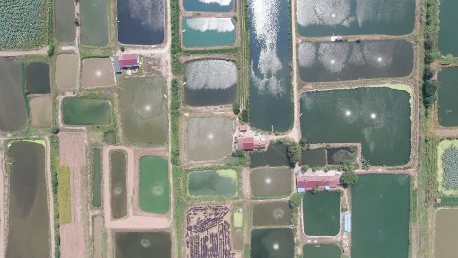 航拍洞庭湖鱼米之乡鱼塘养殖基地