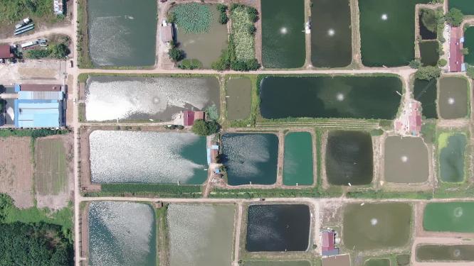 航拍洞庭湖鱼米之乡鱼塘养殖基地