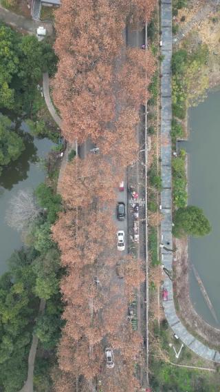 秋天城市枫叶航拍