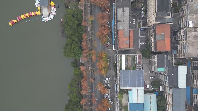 秋天城市枫叶航拍