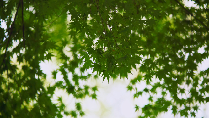 微风吹过树叶
