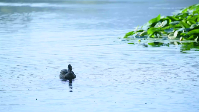 杭州西湖野鸭戏水4K视频素材