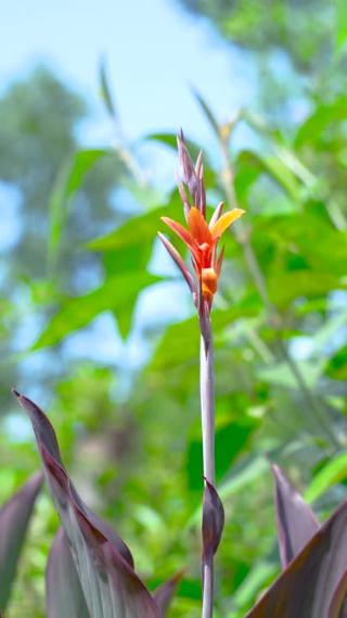 桂花