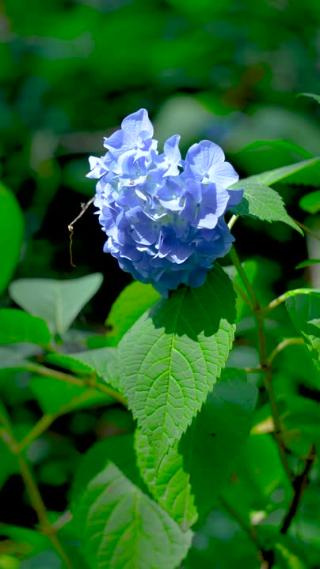 绣球花