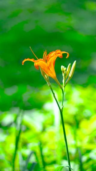 萱草