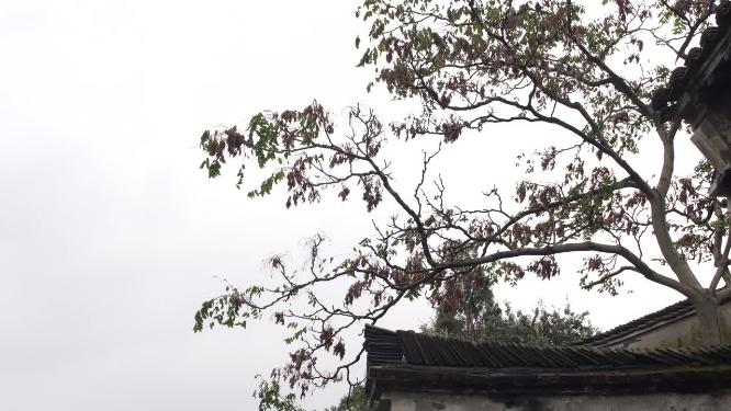 浙江嘉兴乌镇西栅古街道江南水乡视频