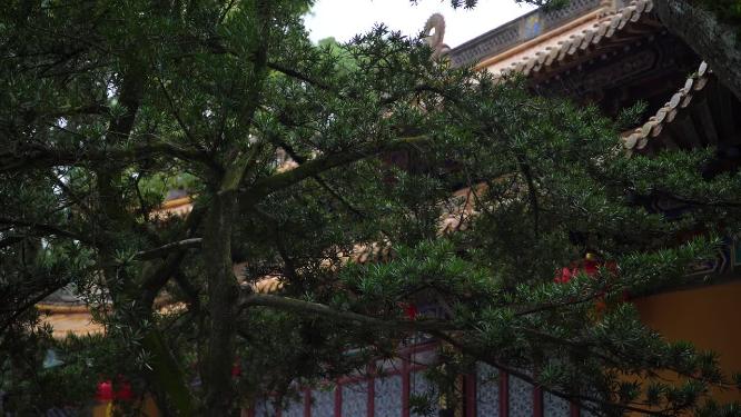 浙江普陀山普济寺禅院建筑实拍视频