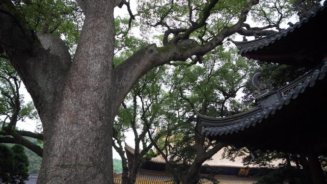 浙江普陀山普济寺禅院建筑实拍视频