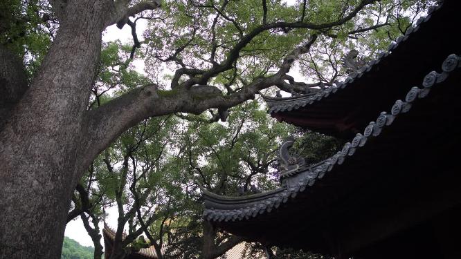 浙江普陀山普济寺禅院建筑实拍视频