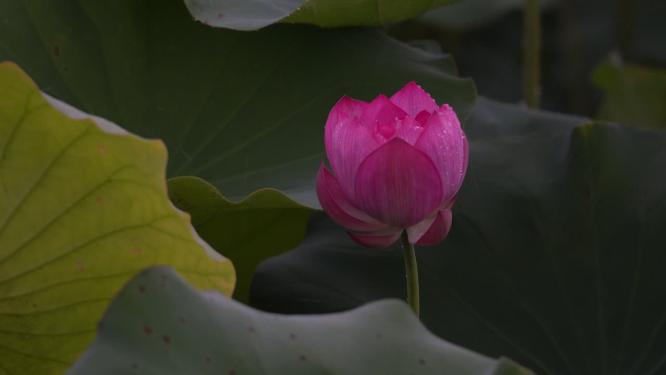 上海新浜荷花园实拍视频
