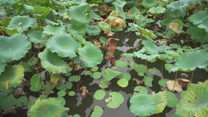 浙江绍兴沈园中式园林实拍视频