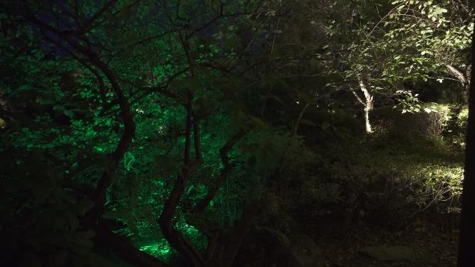 浙江绍兴沈园中式园林夜景实拍视频