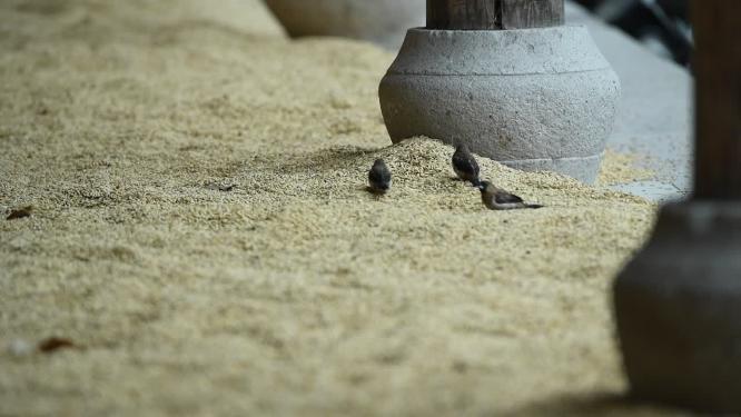 浙江天台山国清寺禅院实拍视频