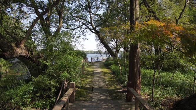 杭州西湖三堤之一杨公堤风景视频素材