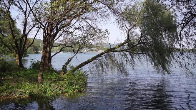 杭州西湖三堤之一杨公堤风景视频素材