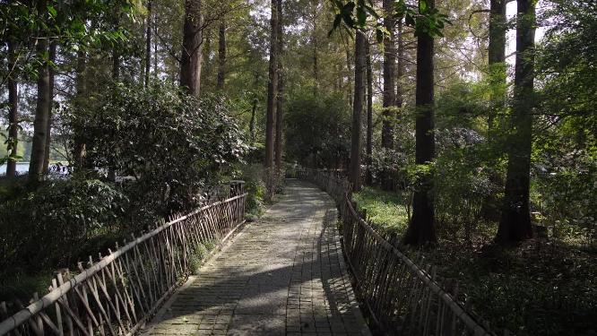 杭州西湖三堤之一杨公堤风景视频素材
