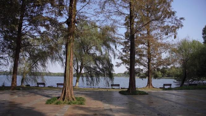 杭州西湖三堤之一杨公堤风景视频素材