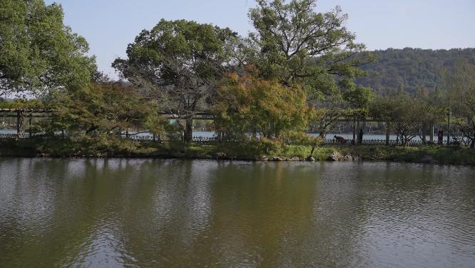 杭州西湖花港观鱼风景实拍视频