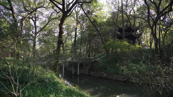 杭州西湖花港观鱼风景实拍视频