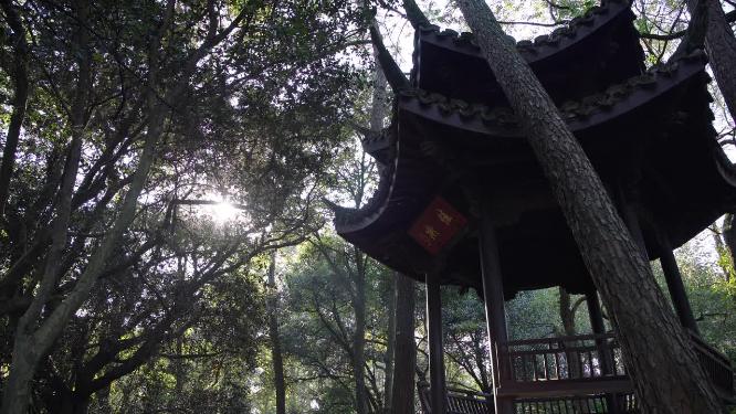 杭州西湖花港观鱼风景实拍视频