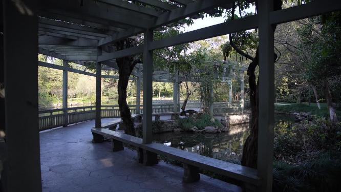 杭州西湖花港观鱼风景实拍视频