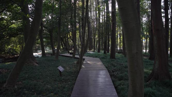 杭州西湖太子湾公园风景视频素材