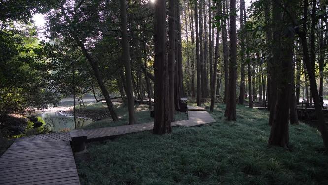杭州西湖太子湾公园风景视频素材