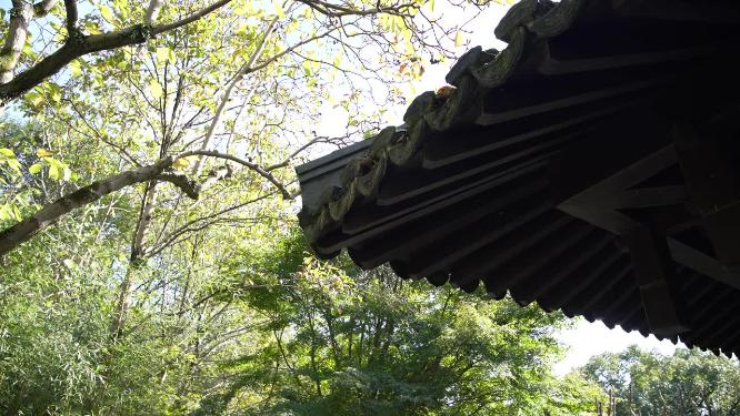 杭州西湖曲院风荷竹素园风景视频