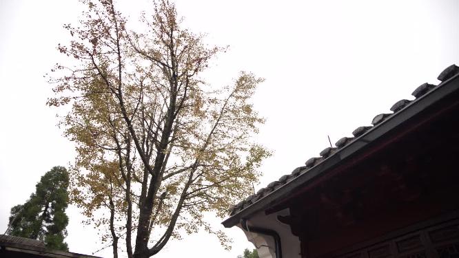 杭州玉皇山福星观道观实拍视频