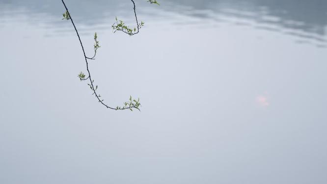 杭州西湖茅家埠意境视频素材