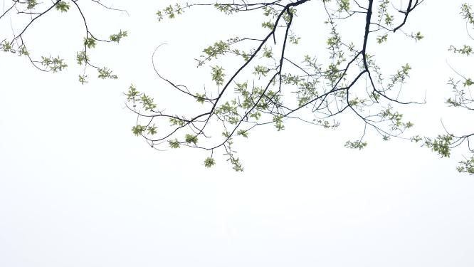 杭州西湖茅家埠意境视频素材