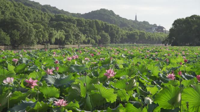 杭州西湖西泠桥荷叶视频素材