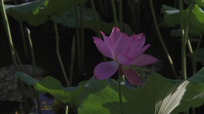 杭州西湖西泠桥荷叶视频素材