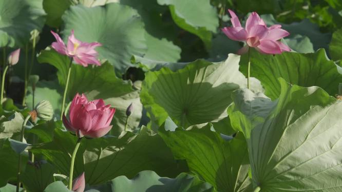 杭州西湖西泠桥荷叶视频素材
