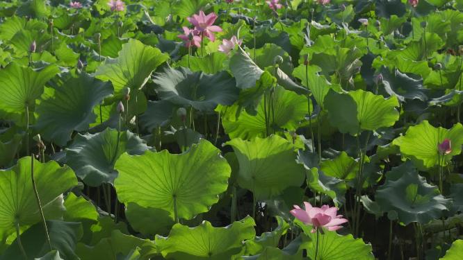 杭州西湖西泠桥荷叶视频素材