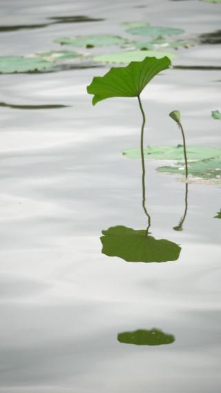 杭州西湖西泠桥荷叶视频素材