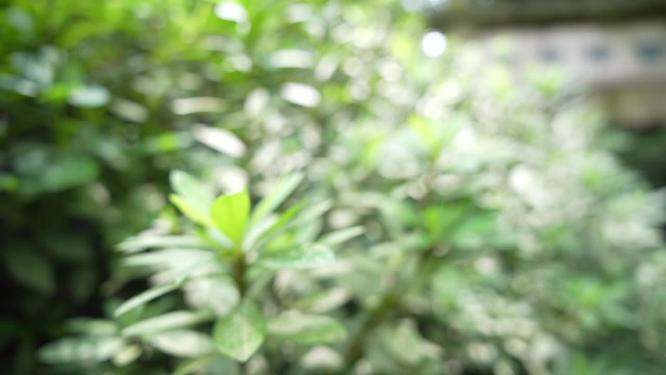 杭州西湖西泠印社牌坊视频素材