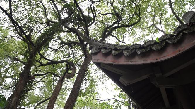 杭州西湖第一楼俞曲园纪念馆视频素材