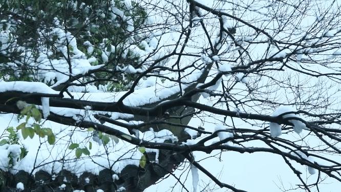 杭州西湖冬天雪景实拍视频